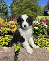 Andy, a male Miniature American Shepherd for sale in Noblesville, IN – 1 of 8