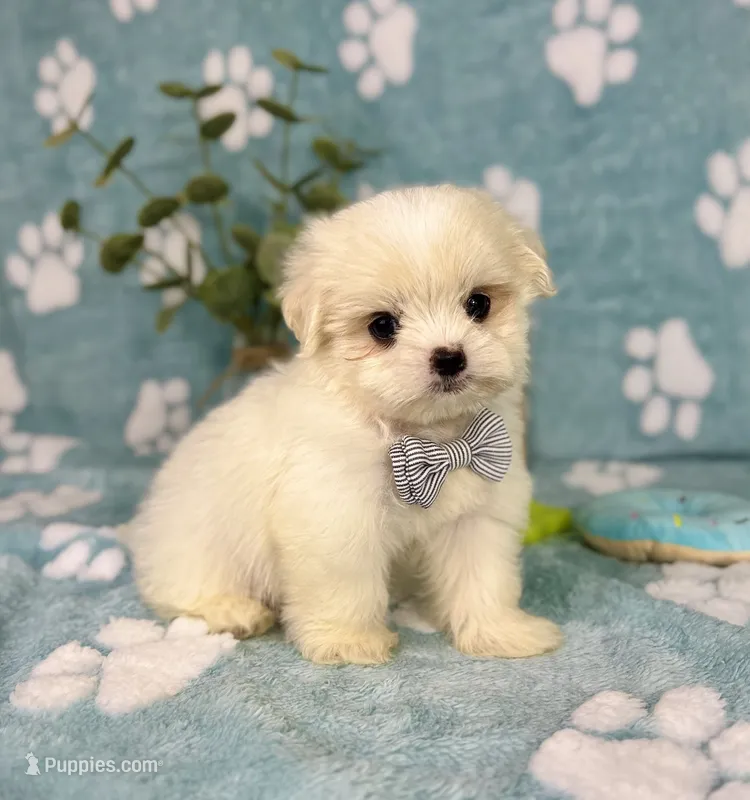 Teddy under 10lbs! – Mal Shi puppy for sale in Noblesville, IN