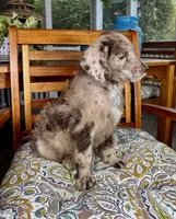 Chip, a male Labradoodle and Miniature Bernedoodle for sale in Noblesville, IN – 2 of 8