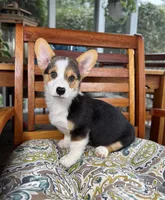 Beckham CKC , a male Pembroke Welsh Corgi for sale in Noblesville, IN – 2 of 7
