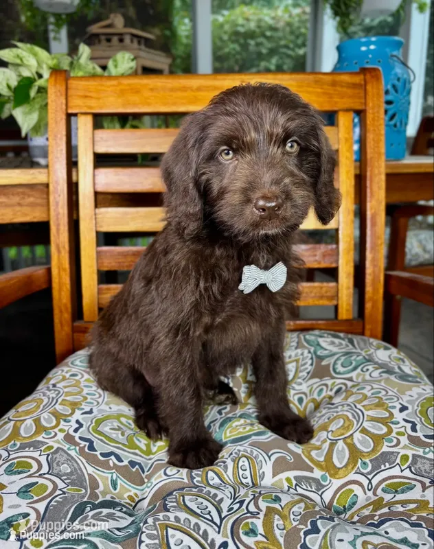 Oscar – Labradoodle, Miniature Bernedoodle puppy for sale in Noblesville, IN