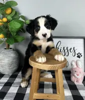 Allie, a female Australian Shepherd for sale in Noblesville, IN – 4 of 4