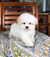 Peanut - under 10lbs!, a male Maltese and Shih Tzu for sale in Noblesville, IN – 8 of 9