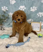 Jackson, a male Miniature Goldendoodle for sale in Noblesville, IN – 4 of 7