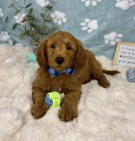Zane, a male Miniature Goldendoodle for sale in Noblesville, IN – 6 of 8