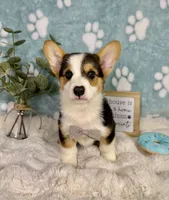 Beckham CKC , a male Pembroke Welsh Corgi for sale in Noblesville, IN – 4 of 9
