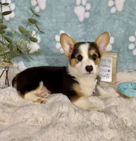 Beckham CKC , a male Pembroke Welsh Corgi for sale in Noblesville, IN – 9 of 9