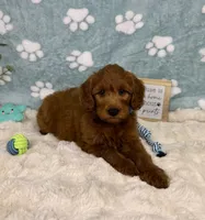 Rueben , a male Miniature Goldendoodle for sale in Noblesville, IN – 4 of 6
