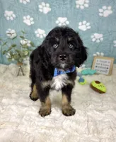 Benson, a male Miniature Bernedoodle for sale in Noblesville, IN – 6 of 6