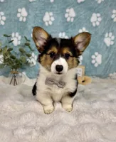Benny CKC, a male Pembroke Welsh Corgi for sale in Noblesville, IN – 1 of 5