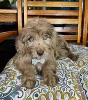 Reese , a male Labradoodle and Miniature Bernedoodle for sale in Noblesville, IN – 4 of 9