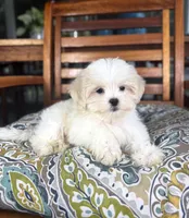 Miles - under 10lbs!, a male Mal Shi for sale in Noblesville, IN – 2 of 7
