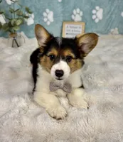 Benny CKC, a male Pembroke Welsh Corgi for sale in Noblesville, IN – 4 of 5