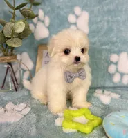 Teddy under 10lbs!, a male Mal Shi for sale in Noblesville, IN – 6 of 9