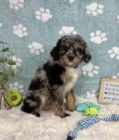 Barkley, a male Miniature Bernedoodle for sale in Noblesville, IN – 4 of 6