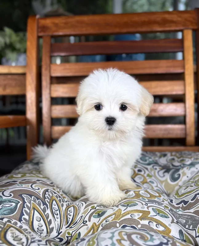 Peanut – Maltese, Shih Tzu puppy for sale in Noblesville, IN