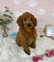 Lexi , a female Miniature Goldendoodle for sale in Noblesville, IN – 7 of 7