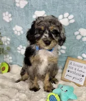 Barkley , a male Miniature Bernedoodle for sale in Noblesville, IN – 5 of 6