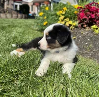 Andy, a male Miniature American Shepherd for sale in Noblesville, IN – 7 of 8