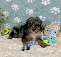 Barkley , a male Miniature Bernedoodle for sale in Noblesville, IN – 3 of 6