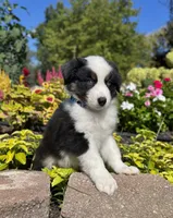 Andy, a male Miniature American Shepherd for sale in Noblesville, IN – 3 of 8