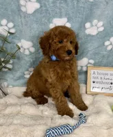 Jackson, a male Miniature Goldendoodle for sale in Noblesville, IN – 5 of 7