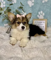 Bambi CKC , a female Pembroke Welsh Corgi for sale in Noblesville, IN – 6 of 6