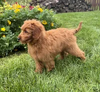 Lola, a female Miniature Goldendoodle for sale in Noblesville, IN – 6 of 9