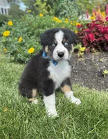 Archie, a male Miniature American Shepherd for sale in Noblesville, IN – 3 of 7