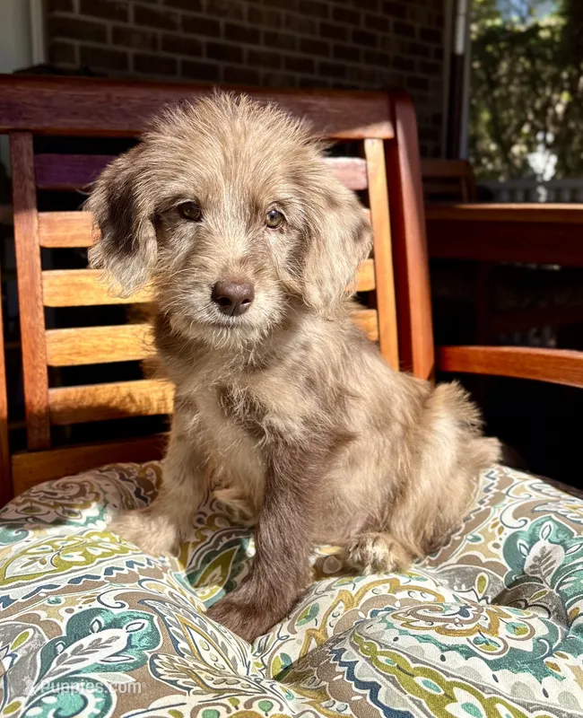 Lily – Labradoodle puppy for sale in Noblesville, IN