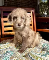 Lily, a female Labradoodle for sale in Noblesville, IN – 1 of 10