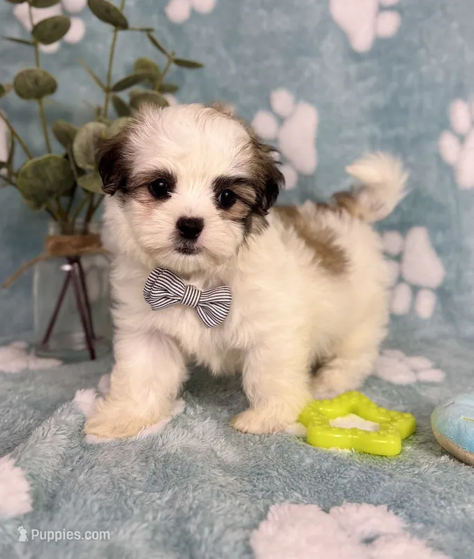 Maverick under 10lbs!  – Maltese, Shih Tzu puppy for sale in Noblesville, IN