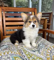 Bambi CKC, a female Pembroke Welsh Corgi for sale in Noblesville, IN – 4 of 7