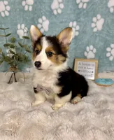 Brooks, a male Pembroke Welsh Corgi for sale in Noblesville, IN – 3 of 7