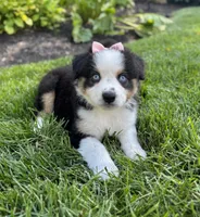 Allie, a female Miniature American Shepherd for sale in Noblesville, IN – 2 of 8