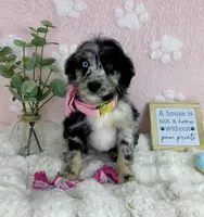 Bailey, a female Miniature Bernedoodle for sale in Noblesville, IN – 2 of 5