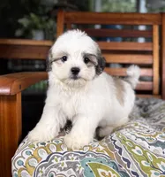 Maverick - under 10 lbs!, a male Maltese and Shih Tzu for sale in Noblesville, IN – 7 of 10