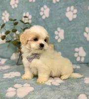 Miles - under 10lbs!, a male Mal Shi for sale in Noblesville, IN – 6 of 7
