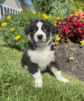 Alex, a male Miniature American Shepherd for sale in Noblesville, IN – 1 of 6
