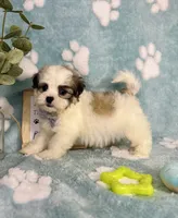 Maverick - under 10lbs!, a male Maltese and Shih Tzu for sale in Noblesville, IN – 3 of 9