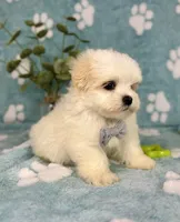 Peanut under 10lbs!, a male Maltese and Shih Tzu for sale in Noblesville, IN – 8 of 8