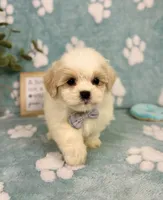 Miles under 10lbs!, a male Mal Shi for sale in Noblesville, IN – 2 of 7
