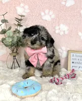 Brooklyn, a female Miniature Bernedoodle for sale in Noblesville, IN – 5 of 5