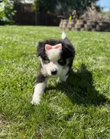 Allie, a female Miniature Australian Shepherd for sale in Noblesville, IN – 3 of 8