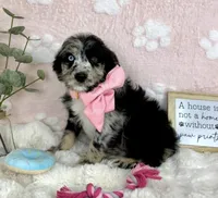 Bailey, a female Miniature Bernedoodle for sale in Noblesville, IN – 5 of 5