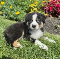 Archie, a male Miniature American Shepherd for sale in Noblesville, IN – 4 of 7