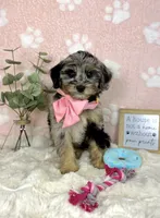 Bella, a female Miniature Bernedoodle for sale in Noblesville, IN – 2 of 5
