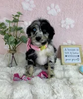 Bailey, a female Miniature Bernedoodle for sale in Noblesville, IN – 3 of 5