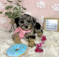 Bella, a female Miniature Bernedoodle for sale in Noblesville, IN – 3 of 5