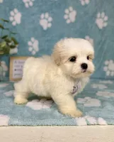 Peanut - under 10lbs!, a male Maltese and Shih Tzu for sale in Noblesville, IN – 5 of 8